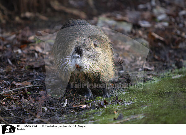 Nutria / Nutria / JM-07794