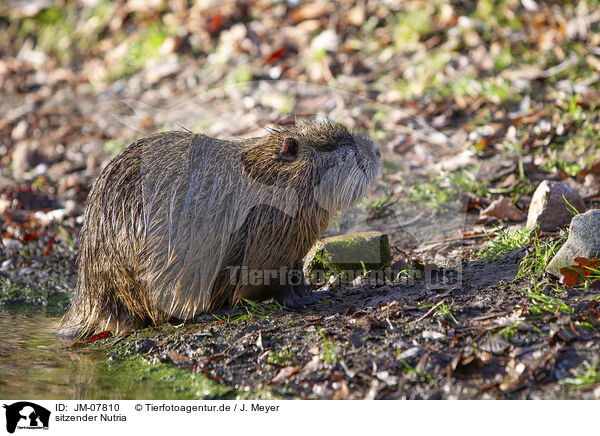 sitzender Nutria / sitting Nutria / JM-07810