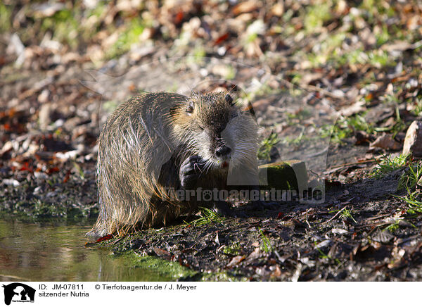 sitzender Nutria / sitting Nutria / JM-07811