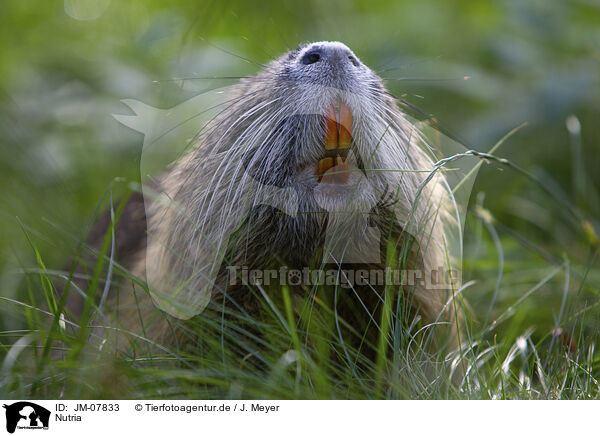 Nutria / Nutria / JM-07833