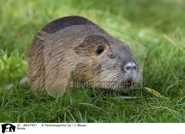 Nutria / JM-07841