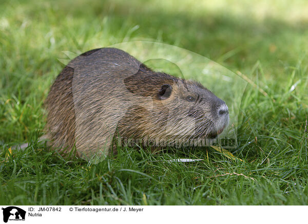 Nutria / JM-07842