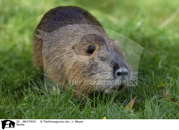 Nutria / JM-07843