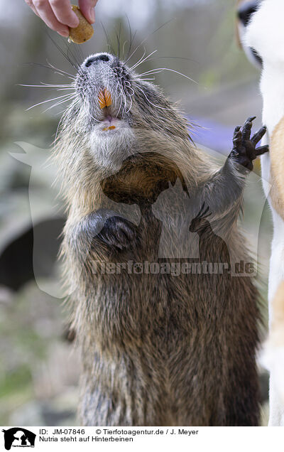 Nutria steht auf Hinterbeinen / JM-07846