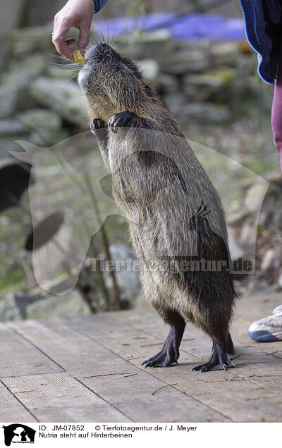 Nutria steht auf Hinterbeinen / Nutria standing on hind legs / JM-07852