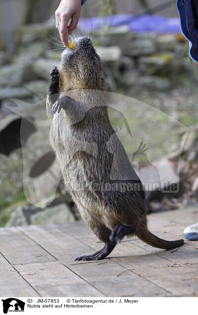 Nutria steht auf Hinterbeinen / Nutria standing on hind legs / JM-07853