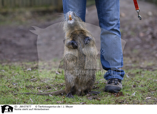 Nutria steht auf Hinterbeinen / Nutria standing on hind legs / JM-07877