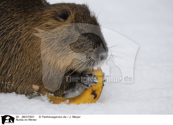 Nutria im Winter / Nutria in winter / JM-07891