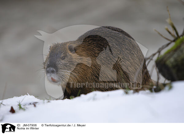 Nutria im Winter / Nutria in winter / JM-07906