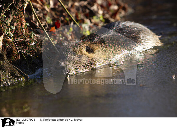 Nutria / JM-07923