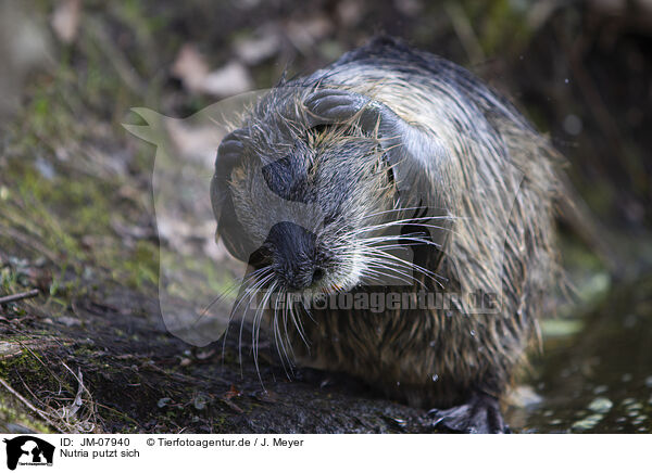 Nutria putzt sich / preening Nutria / JM-07940