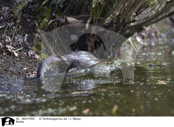 Nutria / Nutria / JM-07950