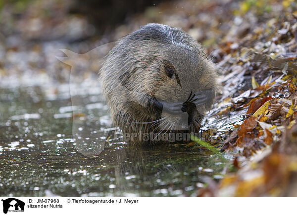 sitzender Nutria / sitting Nutria / JM-07968