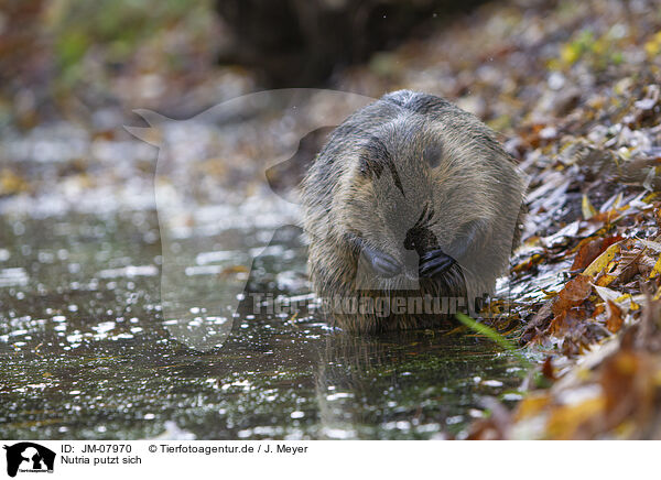 Nutria putzt sich / preening Nutria / JM-07970