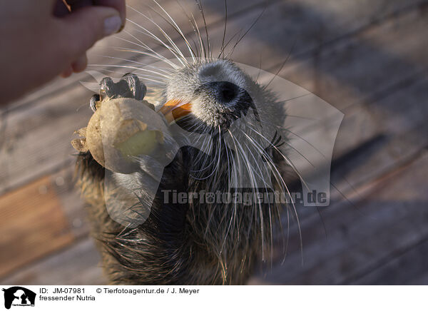 fressender Nutria / eating Nutria / JM-07981