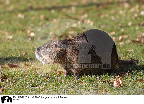 Nutria / JM-10259