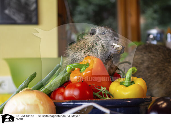 Nutria / coypu / JM-18463