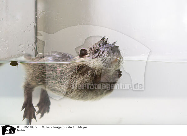 Nutria / coypu / JM-18469