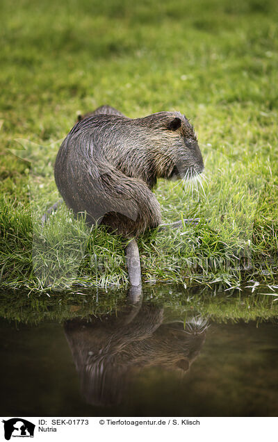Nutria / Nutria / SEK-01773