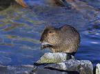 Nutria