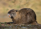 Nutria