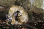 Nutria