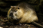 Nutria