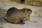 Nutria