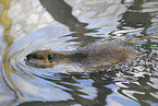 schwiimmender Nutria