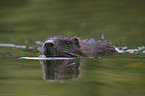 Nutria