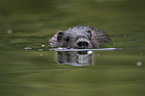 Nutria