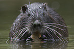 Nutria