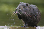 Nutria