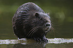 Nutria