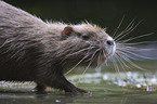 Nutria