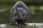 Nutria