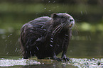 Nutria