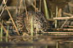 Nutria