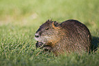 Nutria