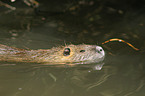 Nutria