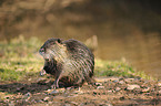 Nutria