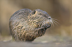 Nutria