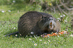 Nutria