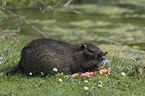 Nutria