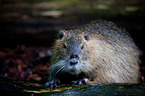 Nutria