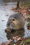 Nutria