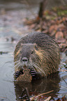 Nutria