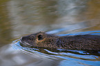 Nutria