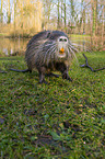 Nutria