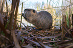 Nutria